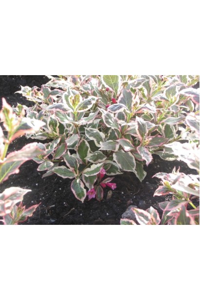 Вейгела квітуча Монет строкате забарвлення листя