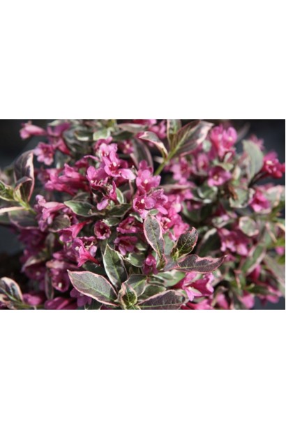 Вейгела квітуча Вервей невеликі дзвіночки