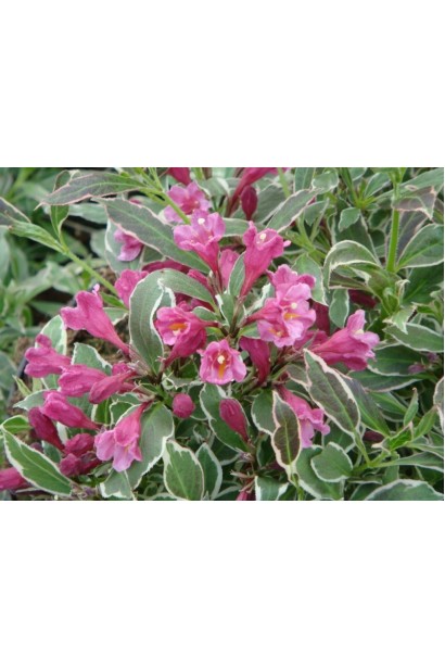 Рожева вейгела Монет