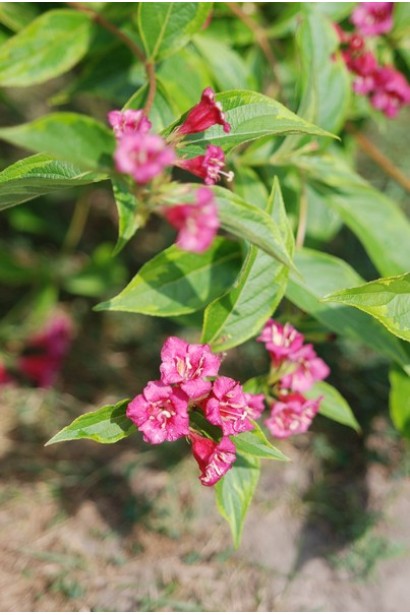 Вейгела цветущая Moulin Rouge