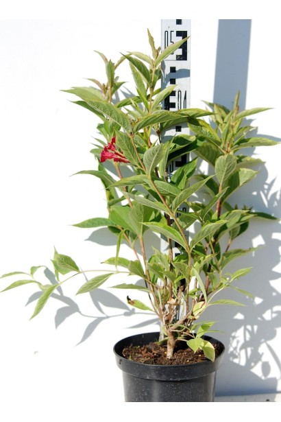 Вейгела Moulin Rouge саженец С3 40-50 см