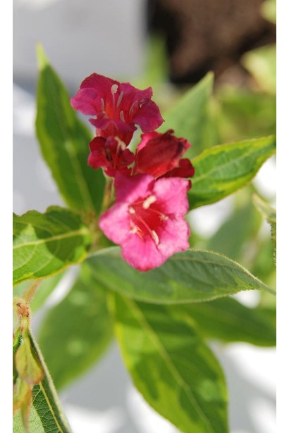 Вейгела цветущая Мулен Руж ® / Бригела ®