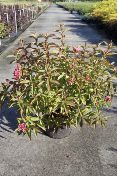 Вейгела цветущая Мулен Руж саженец в садовом центре