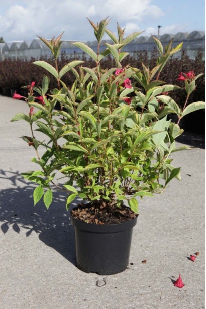 Вейгела цветущая Мулен Руж цветущий саженец С5