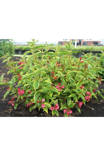 Вейгела цветущая Мулен Руж куст с прямостоячими стеблями