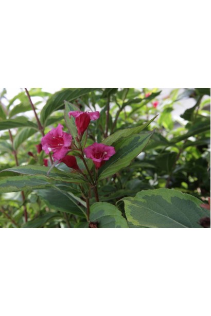 Weigela florida Moulin Rouge ® / Brigela ®