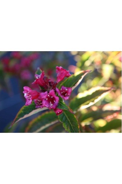 Вейгела цветущая Бригела розовые цветы-колокольчики.