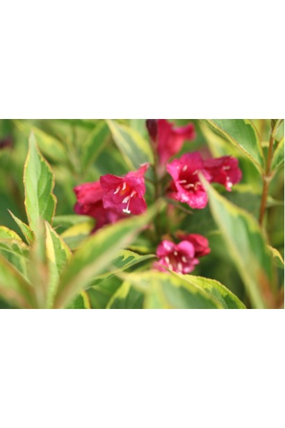 Вейгела Мулен Руж цветения