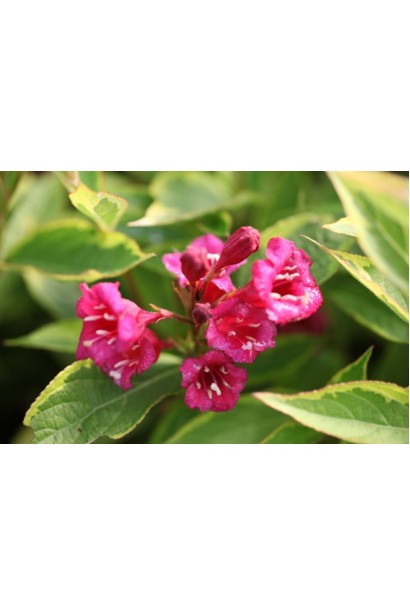 Карминно-розовые цветы вейгелы Мулен Руж