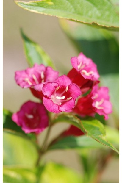 Вейгела розовая Мулен Руж