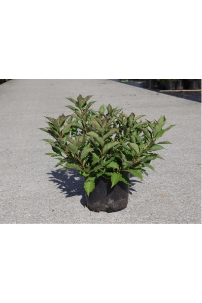 Вейгела квітуча Плаген в садовому центрі