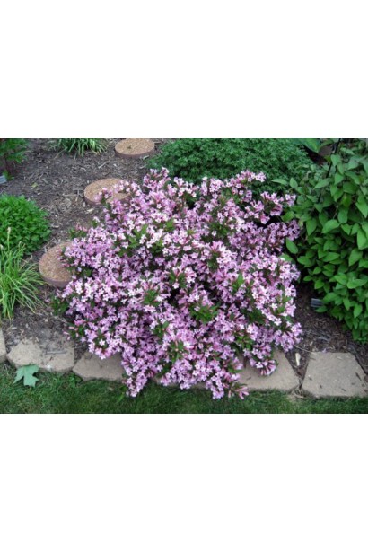 Вейгела Pink Poppet на клумбі