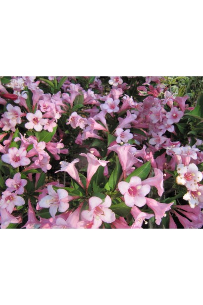 Weigela florida Pink Poppet ® / Plangen ®