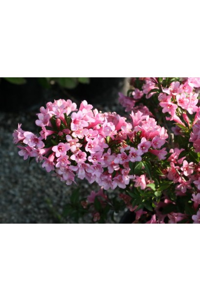 Вейгела квітуча Пінк Поппет цвітіння