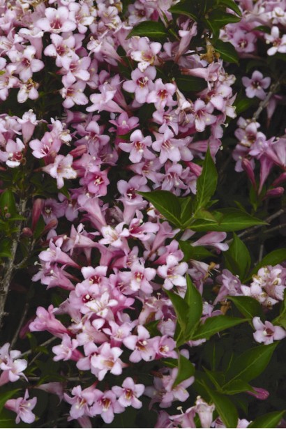 Вейгела квітуча Пінк Поппет ® / Планген ® 