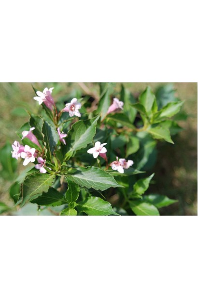 Вейгела Пінк Поппет світло-рожеві дзвіночки