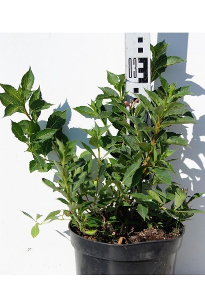 Вейгела квітуча Пінк Поппет саджанець С3 20-30 см