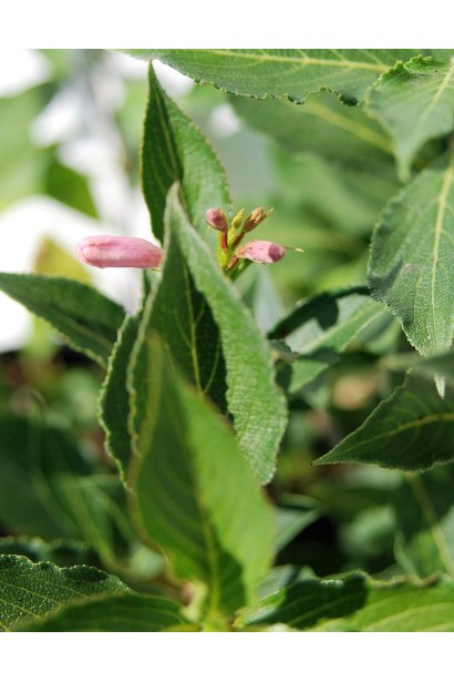 Вейгела квітуча Пінк Поппет зелене листя