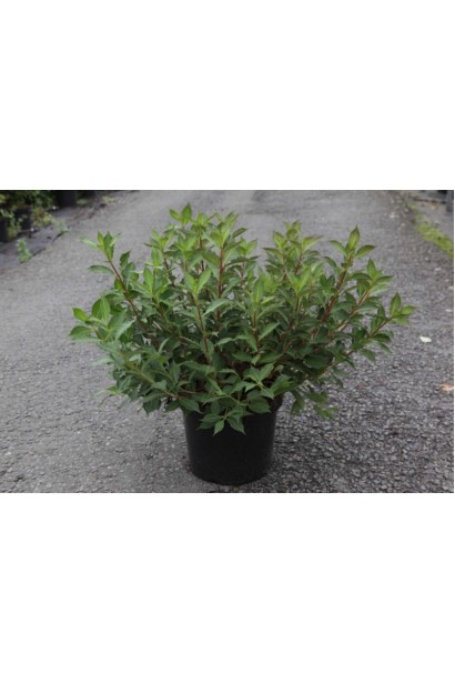 Вейгела Пінк Попет в садовому центрі