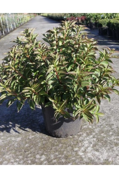 Вейгела Пінк Поппет контейнер 5 л