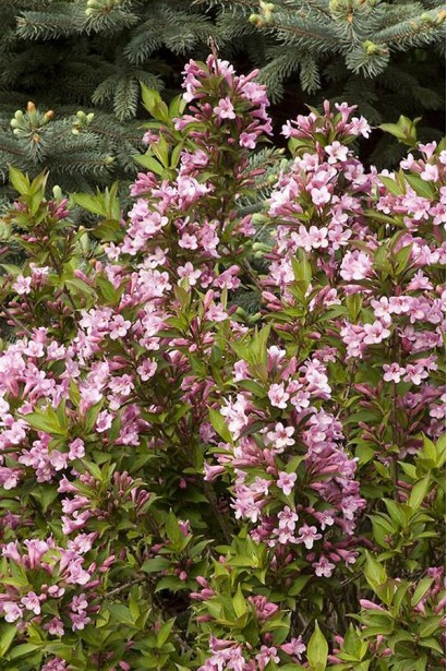 Рожева вейгела