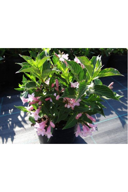 Weigela Pink Poppet  / Plangen