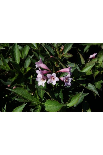 Вейгела квітуча Пінк Поппет 