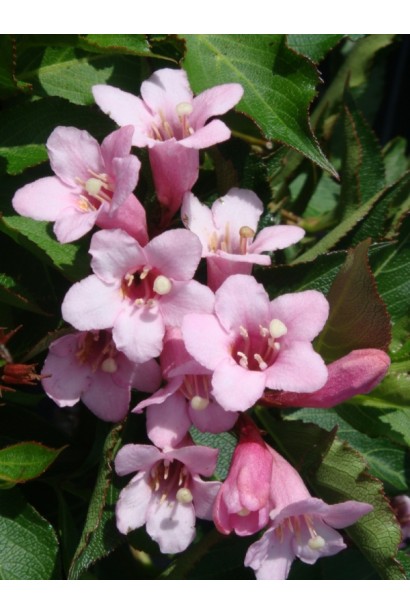 Вейгела Пінк Поппет рожеві квіти