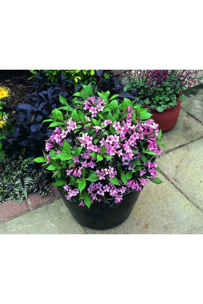 Вейгела Пінк Поппет посадка в кашпо