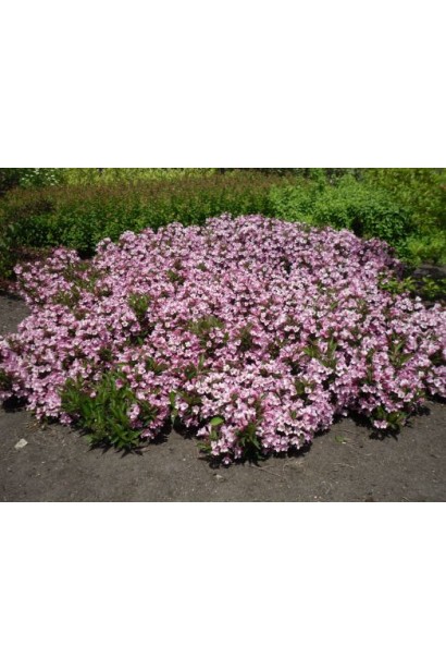 Weigela florida Plangen