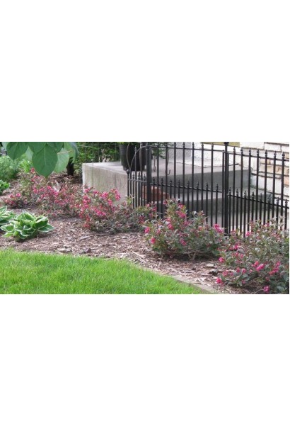 Вейгела квітуча Танго | Вейгела цветущая Танго | Weigela florida Tango