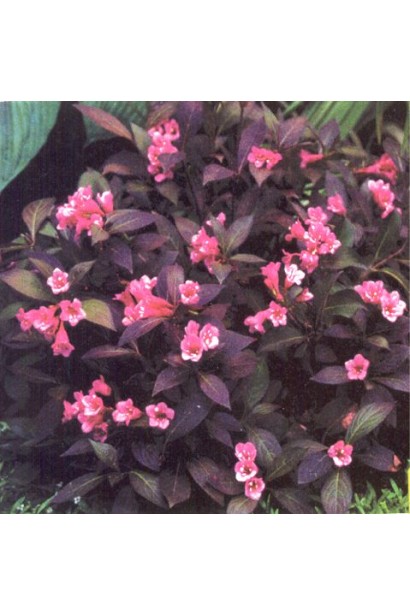 Вейгела квітуча Танго | Вейгела цветущая Танго | Weigela florida Tango