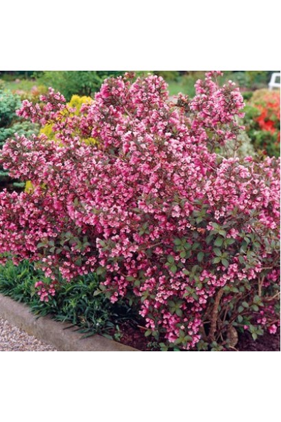 Вейгела квітуча Танго | Вейгела цветущая Танго | Weigela florida Tango