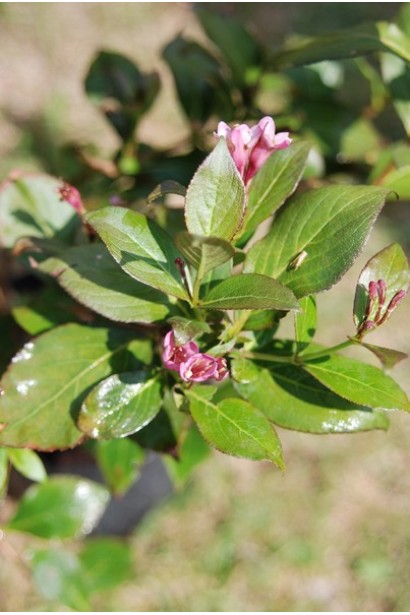 Вейгела квітуча Танго | Вейгела цветущая Танго | Weigela florida Tango