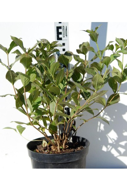 Вейгела квітуча Танго | Вейгела цветущая Танго | Weigela florida Tango