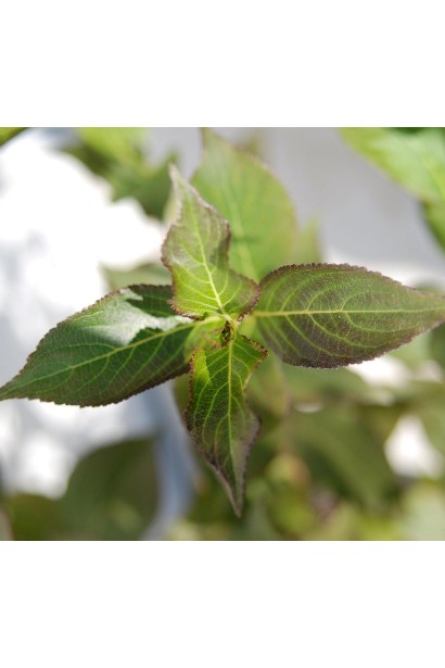 Вейгела квітуча Танго | Вейгела цветущая Танго | Weigela florida Tango