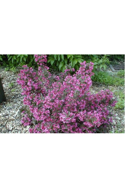 Вейгела квітуча Танго | Вейгела цветущая Танго | Weigela florida Tango