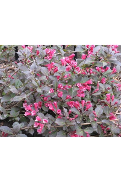 Вейгела квітуча Танго | Вейгела цветущая Танго | Weigela florida Tango