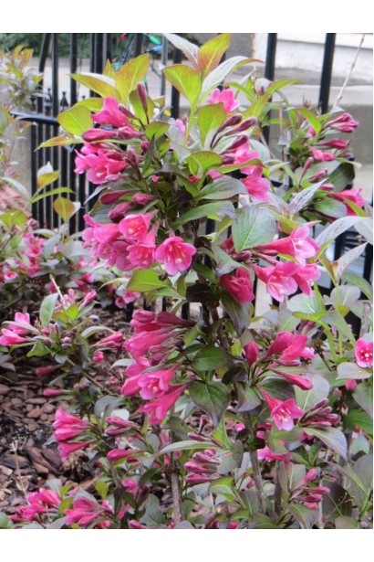 Вейгела квітуча Танго | Вейгела цветущая Танго | Weigela florida Tango