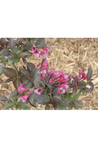 Вейгела квітуча Танго | Вейгела цветущая Танго | Weigela florida Tango
