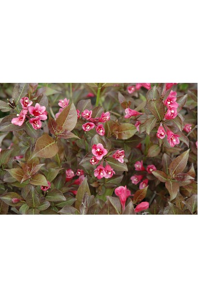 Вейгела квітуча Танго | Вейгела цветущая Танго | Weigela florida Tango