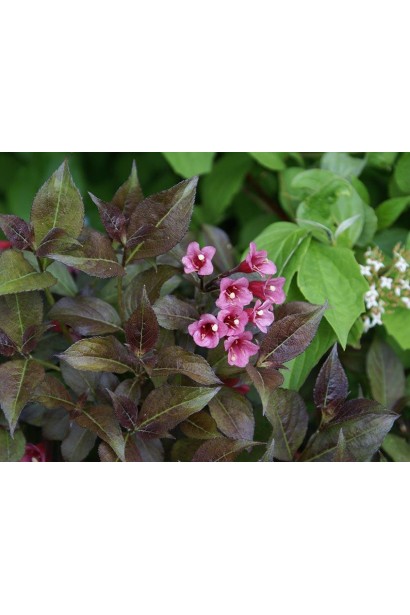 Вейгела квітуча Танго | Вейгела цветущая Танго | Weigela florida Tango