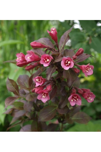 Вейгела квітуча Танго | Вейгела цветущая Танго | Weigela florida Tango