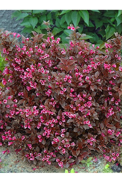 Вейгела квітуча Танго | Вейгела цветущая Танго | Weigela florida Tango