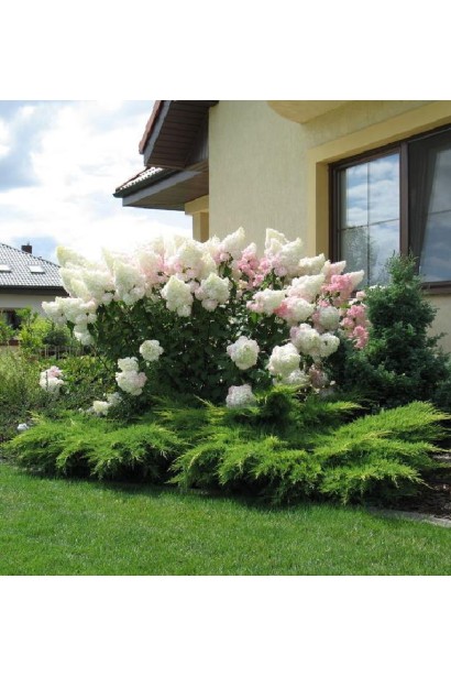 Гортензія Ванілла Фрейз в ландшафті