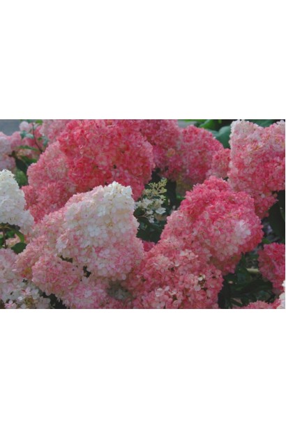 Гортензія волотиста Ванілла Фрейз ® / Ренні ® | Hydrangea paniculata Vanille Fraise ® / Renhy ® | Гортензия метельчатая Ванилла Фрейз ® / Ренни ®