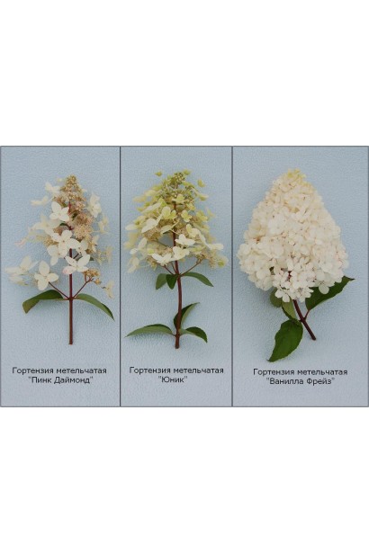 Гортензія волотиста Ванілла Фрейз ® / Ренні ® | Hydrangea paniculata Vanille Fraise ® / Renhy ® | Гортензия метельчатая Ванилла Фрейз ® / Ренни ®