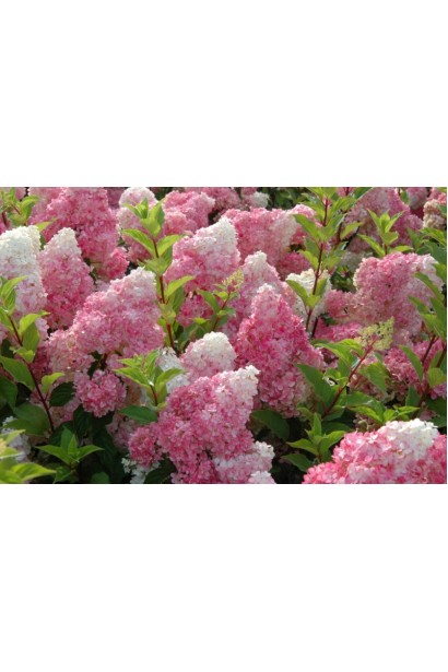 Гортензія волотиста Ренні біло-рожеві суцвіття