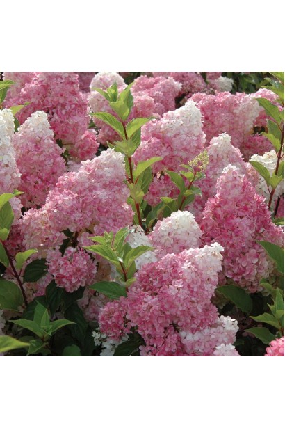 Гортензія волотиста Ванілла Фрейз ® / Ренні ® 