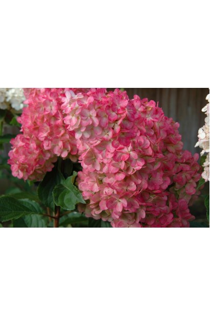 Гортензія волотиста Ванілла Фрейз ® / Ренні ® | Hydrangea paniculata Vanille Fraise ® / Renhy ® | Гортензия метельчатая Ванилла Фрейз ® / Ренни ®